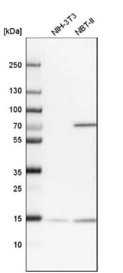 UBL4A Antibody, Novus Biologicals 0.1mL; Unlabeled:Antibodies, Polyclonal